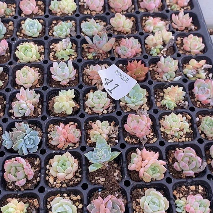 41 多肉植物盆栽花卉植物