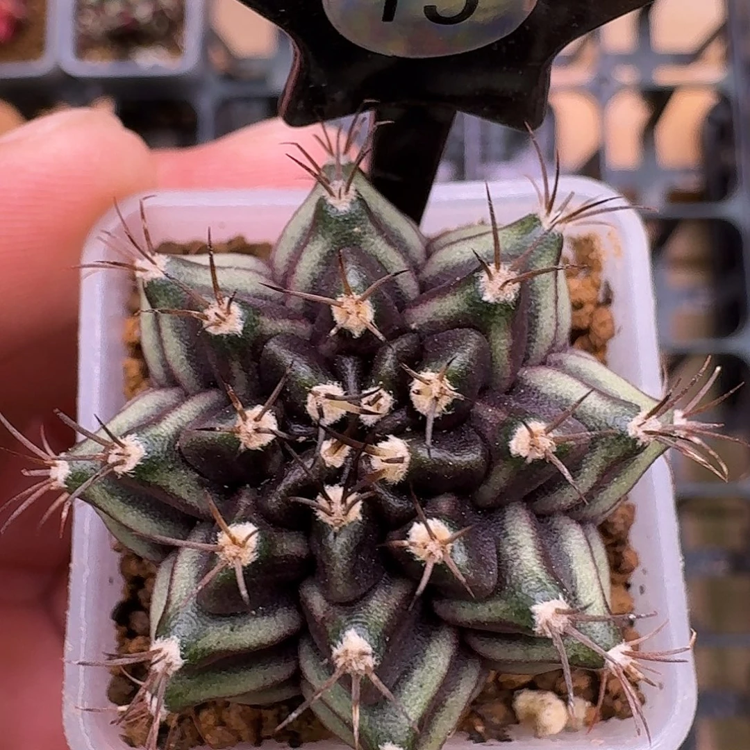 米哈实生自然锦原盆发15