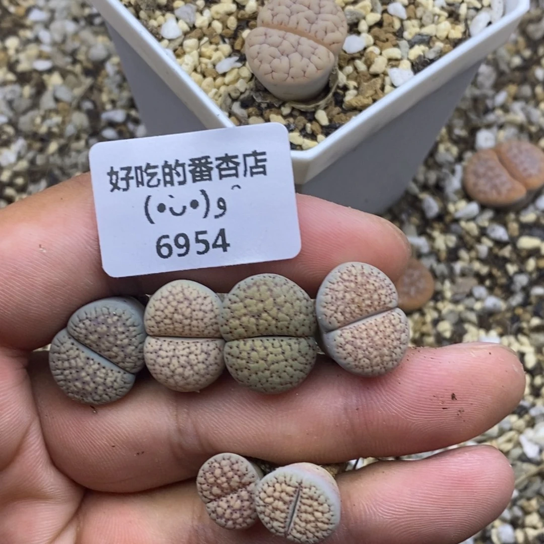 杠***精6954。18包邮.当天凑哦。新疆西藏88包邮