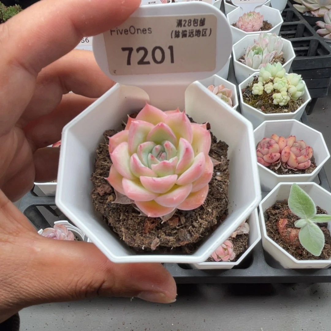 7201水晶玫瑰4.0厘米