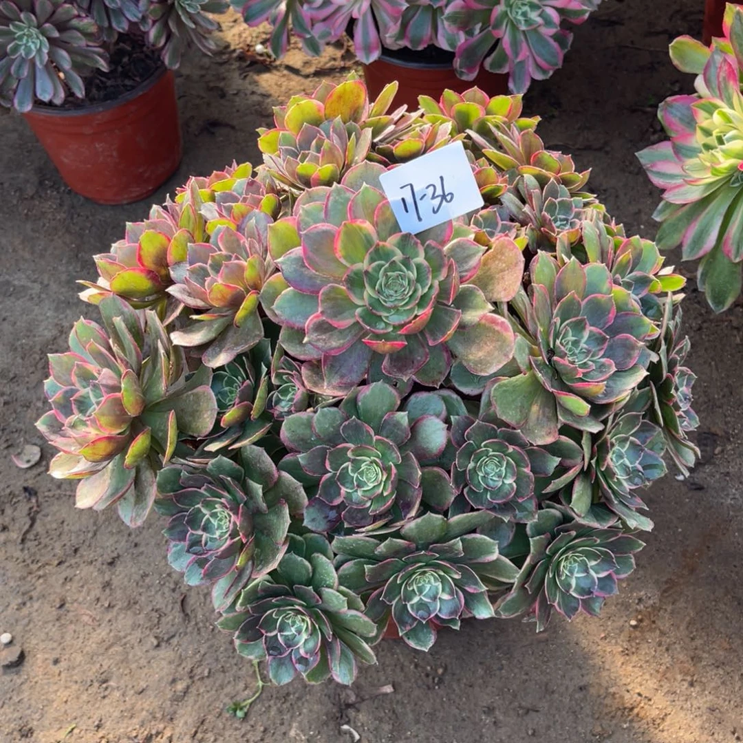 12-17-36粉花妖法师锦