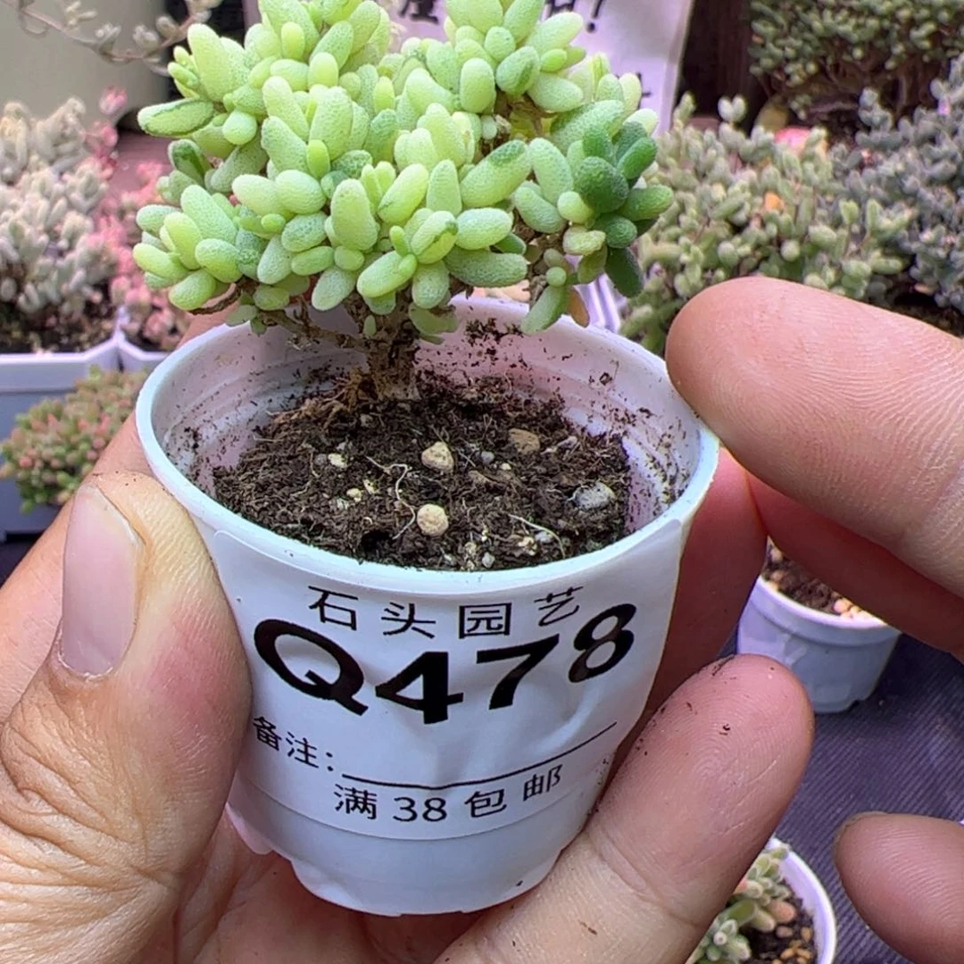 Z*r多肉植物枝干米粒锦带拉丝