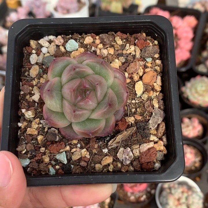 新品厚叶珍妮多肉