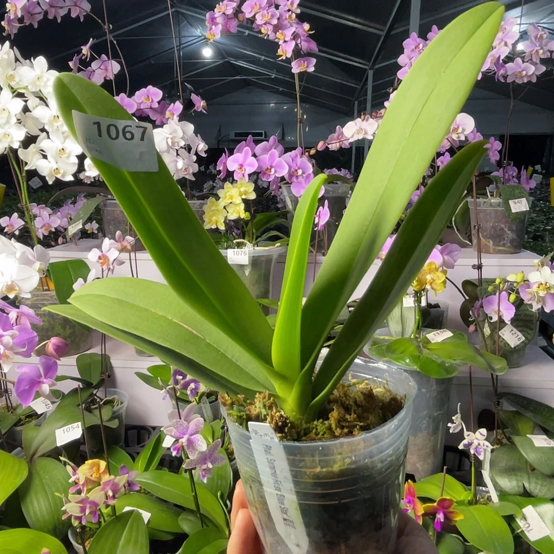 大量花朵（建议范围：8朵-15朵 或40%以上）编号1067蓝星