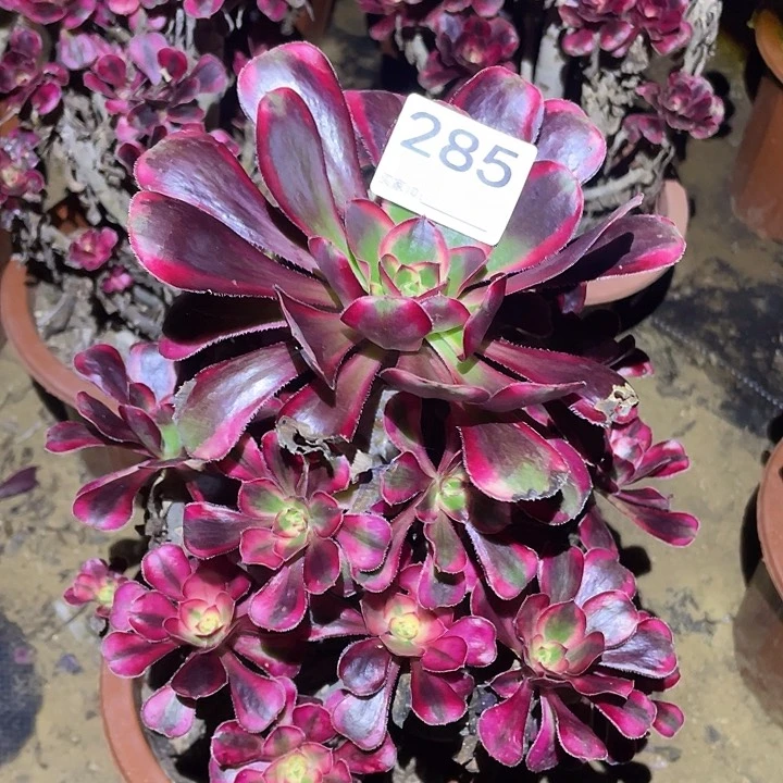 多肉植物断枝不包285丽娜