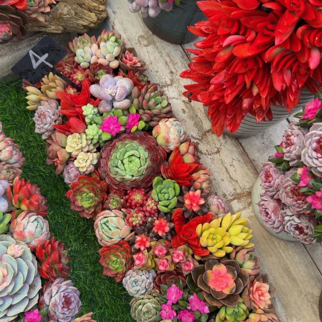 4号的大长条福利款