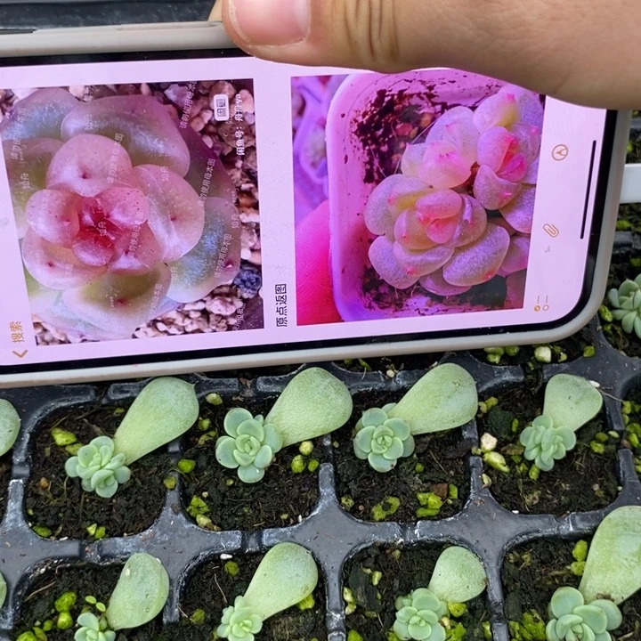 秃子甜心叶插苗3颗多肉