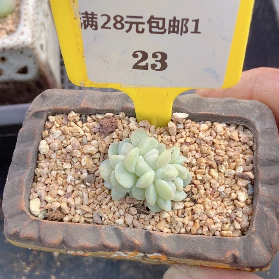 123冰玉朵朵多肉植物