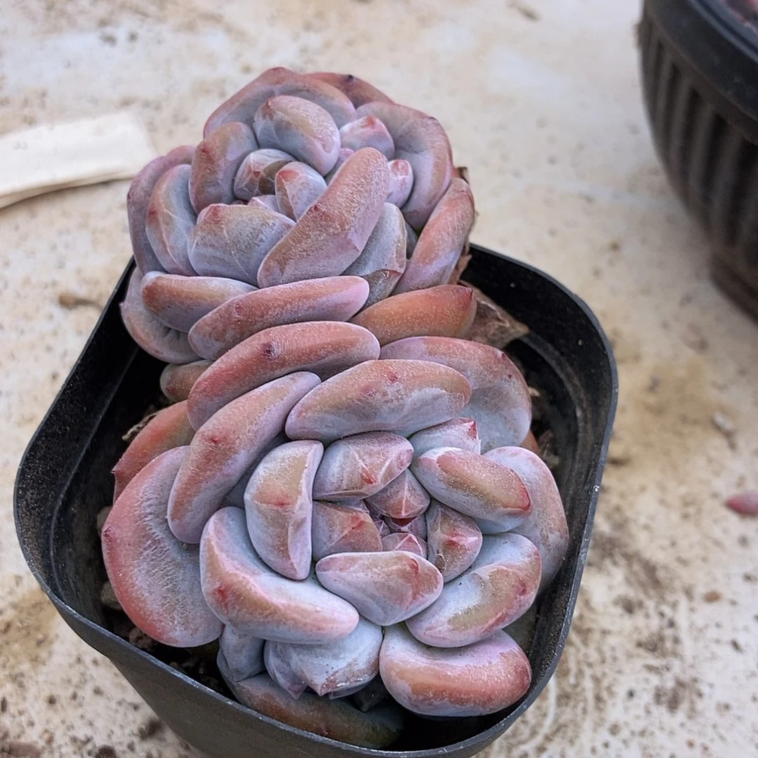 14-7星影随机带盆随机双头