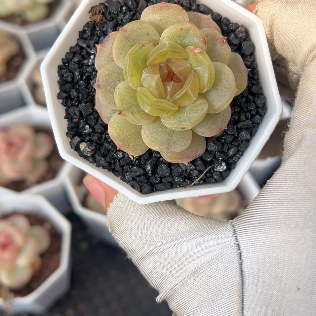 张张精品多肉彩恋