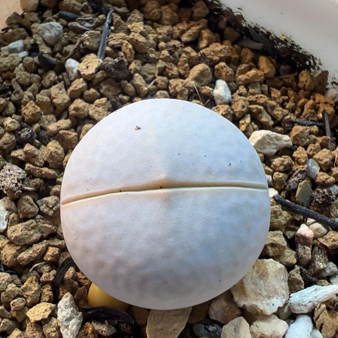 201多肉植物百科植物