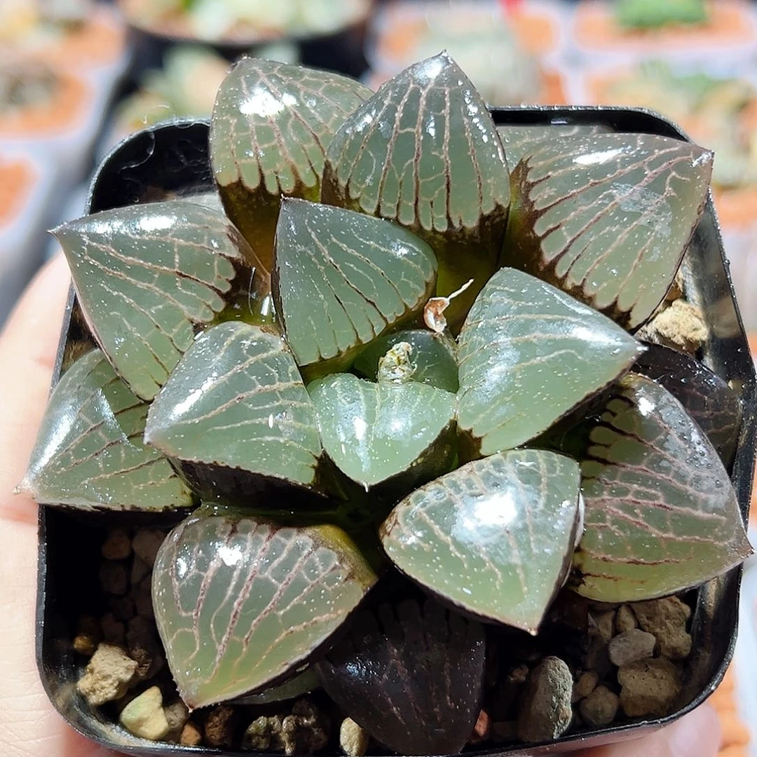 十二卷多肉日月潭