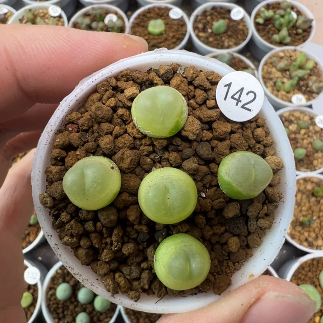 拉登一颗脱土1420000