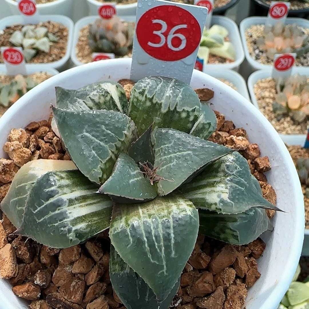 36号酒吞童子锦一物一拍带盆土