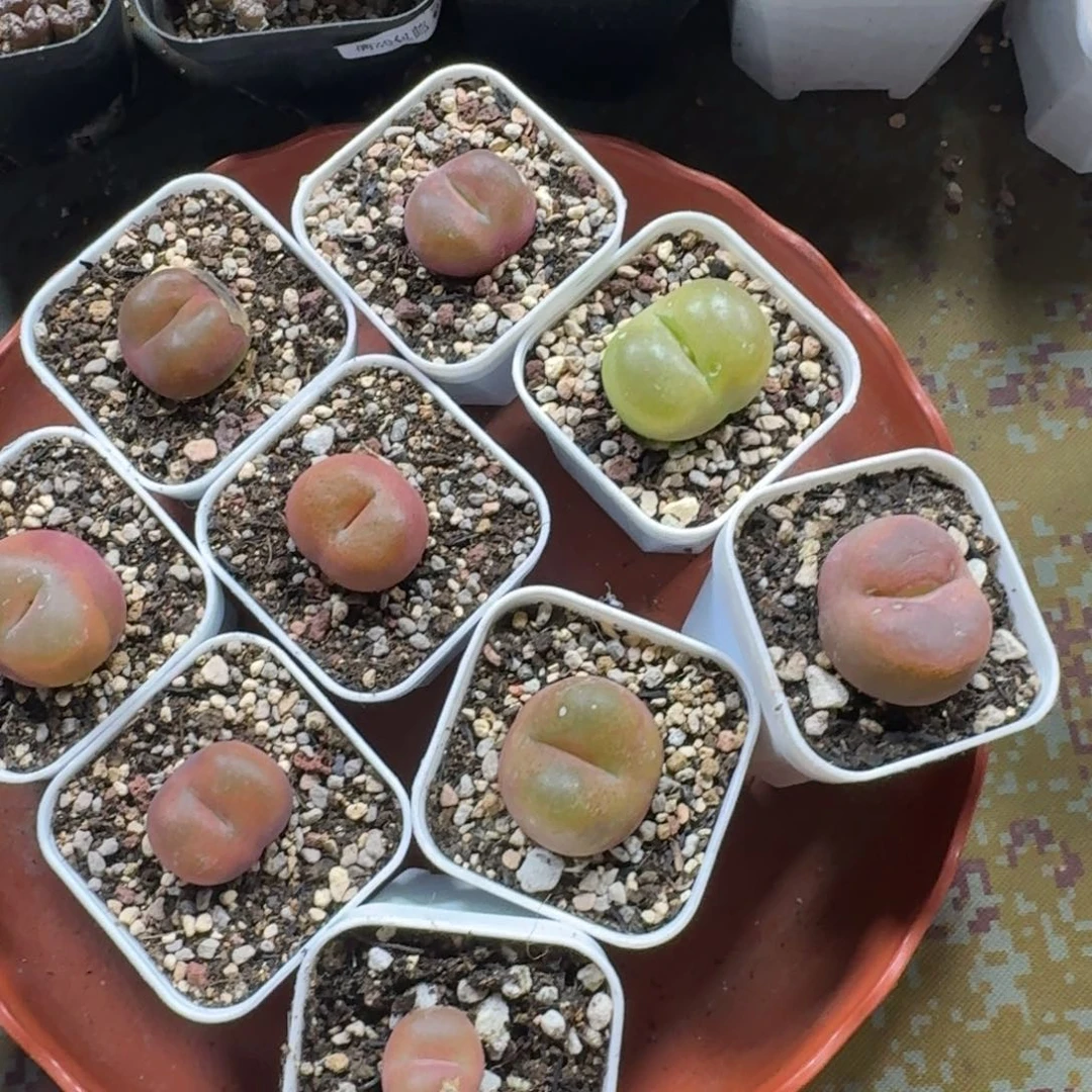 听***雾41。毛毛8 颗。多肉植物