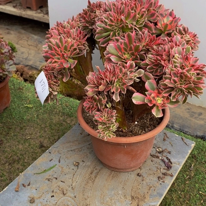 完全开放1751号粉女巫缀化1颗