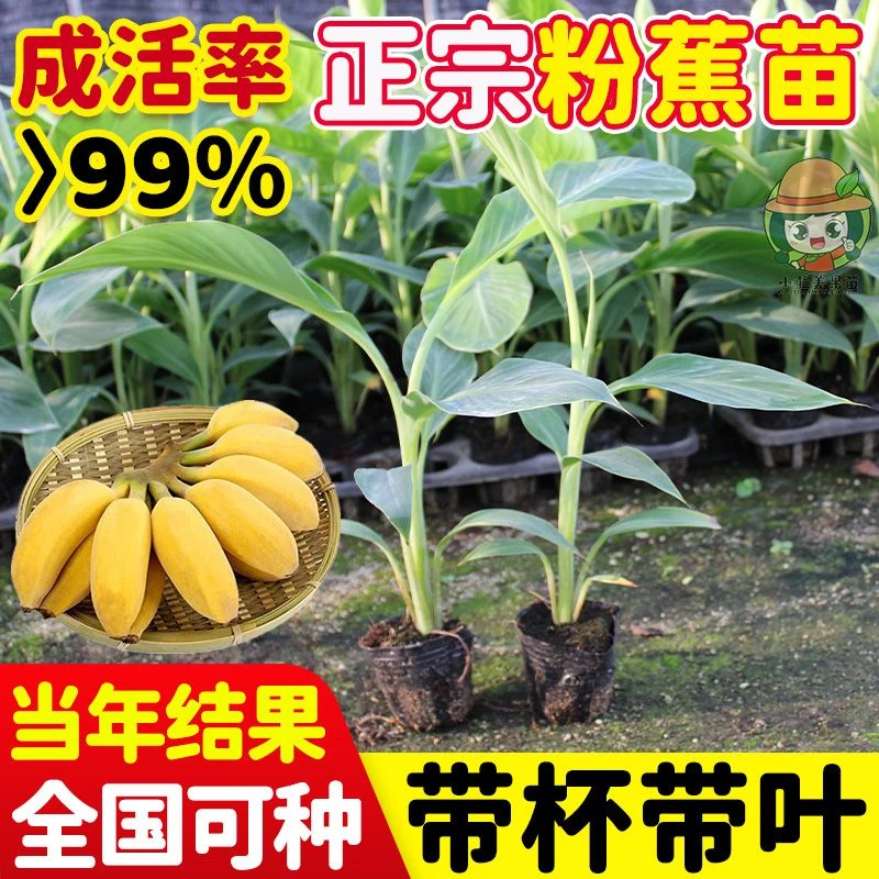 粉蕉苗矮化中蕉九号香蕉苗皇帝蕉苗粉蕉树苗南方四季种植包邮