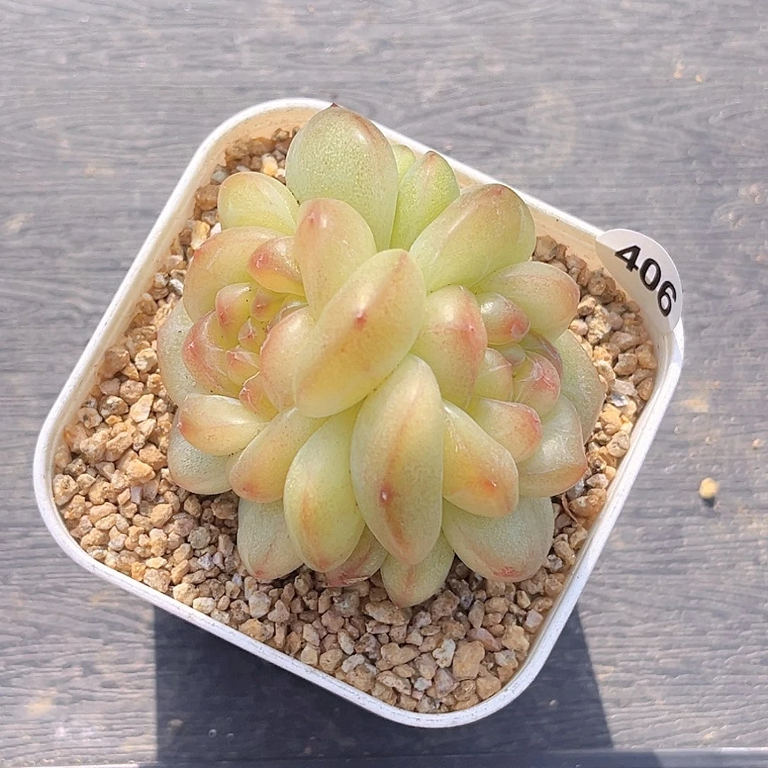 406 新品珍妮 满18包邮