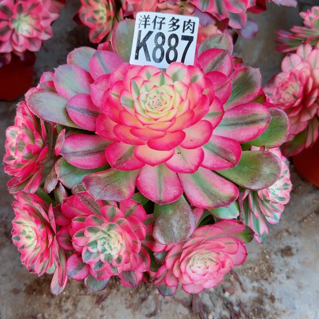 887荔枝法师园艺官服25左右2号