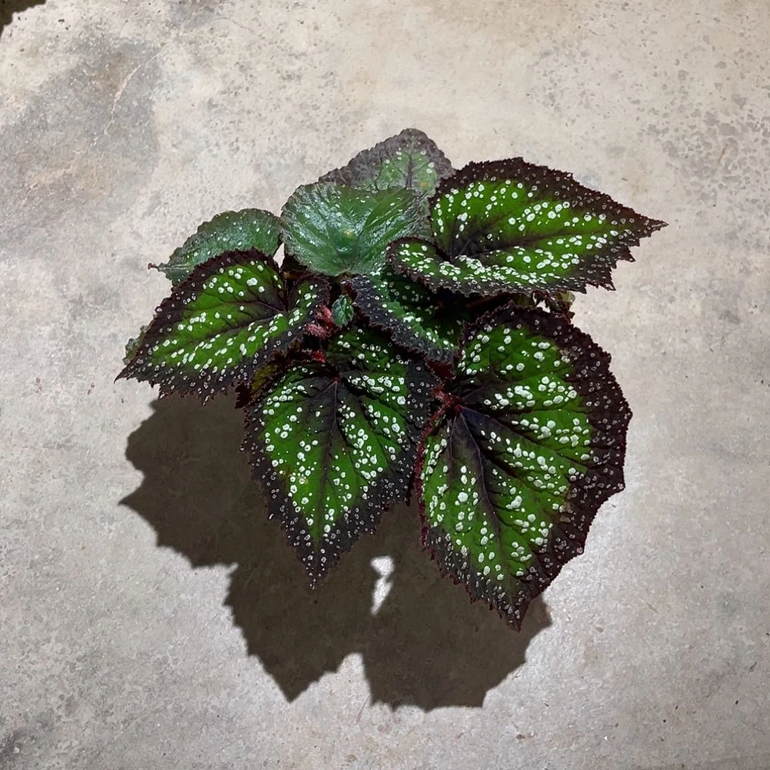 无花朵带点变异荧光