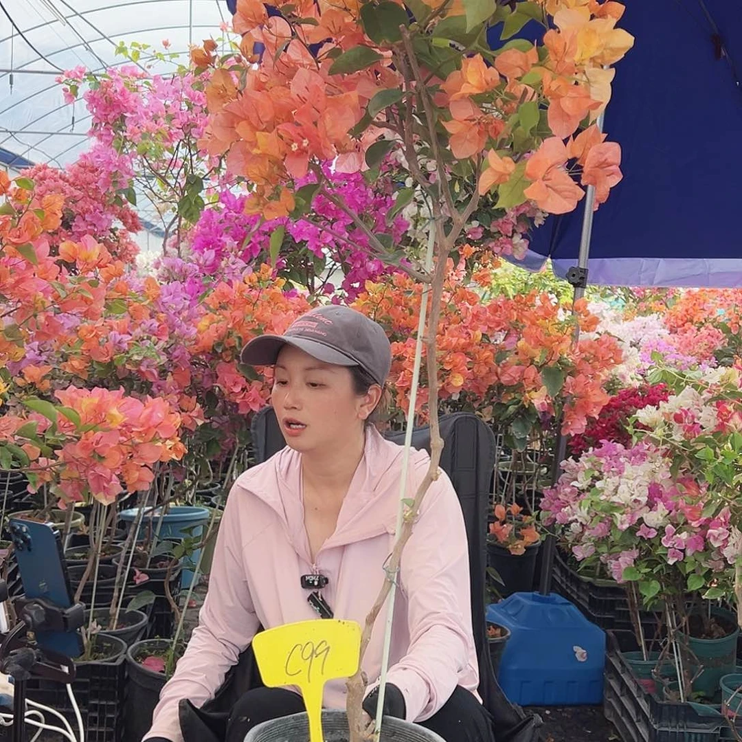 冯***哥大部分花苞少量开放C99阿达纳