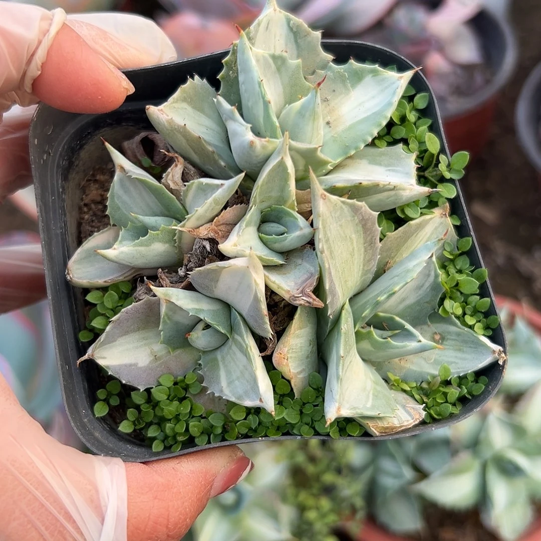 多肉植物雷神中班锦