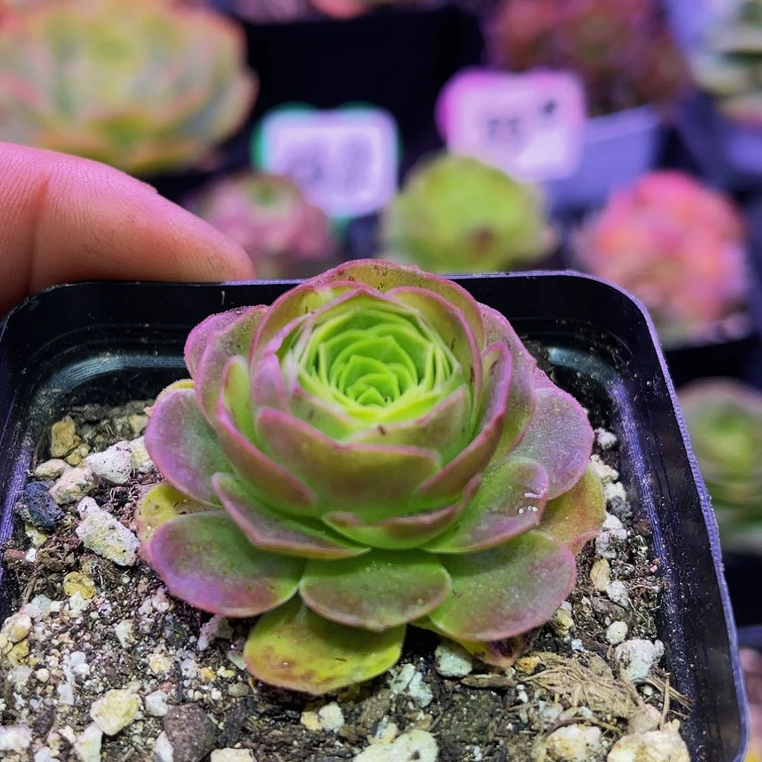 莫奈 满30元非偏远包邮 多肉