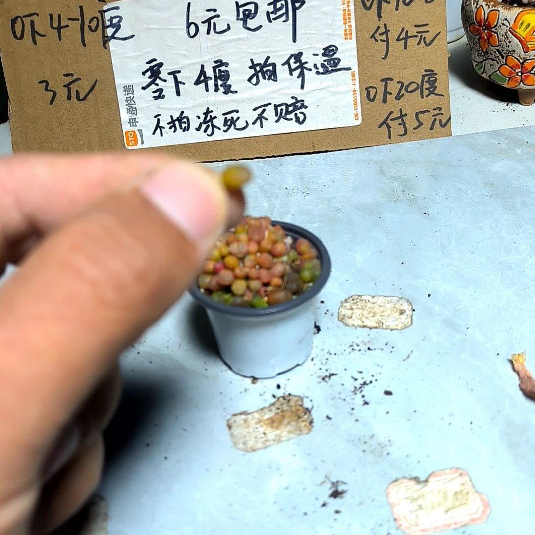 满6元包邮，毛汗尼11棵拇指盆