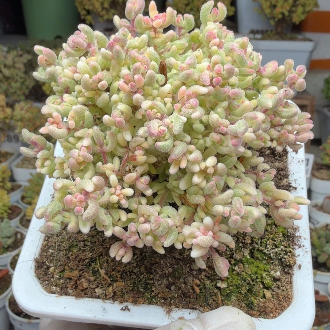 A904红宝石锦尺寸8厘米