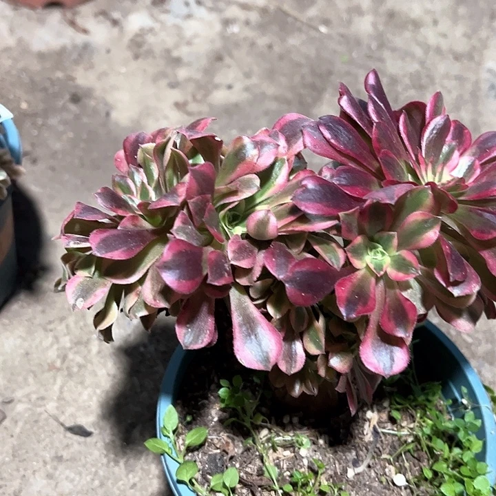 0769美杜莎缀多肉植物