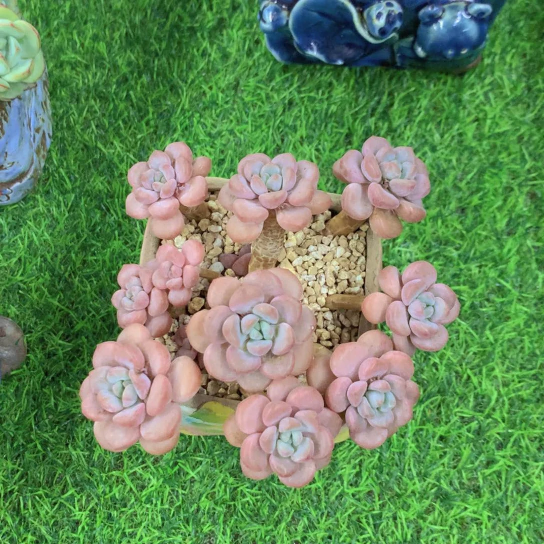 c***3白鹭多肉植物一物一拍