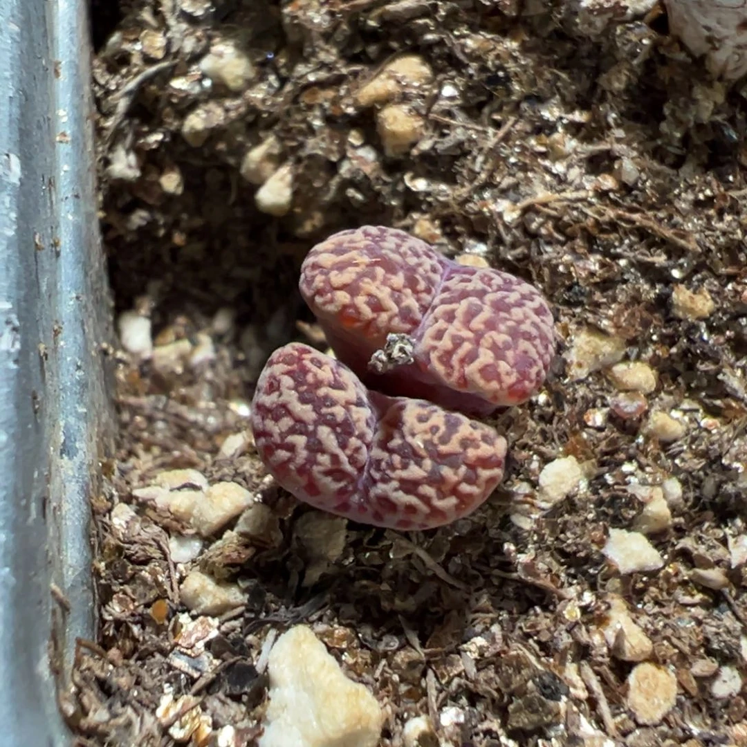 31-42鸟哈尼多肉植物