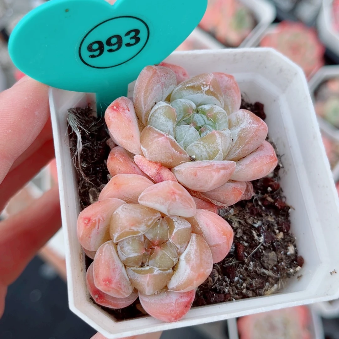 993号小老桩糖心双头