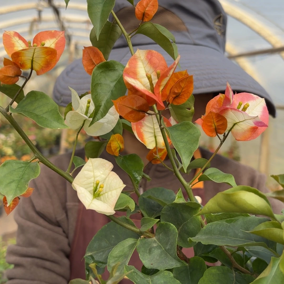 全部花苞（凤凰）三角梅会落花落叶会光杆苗有大有小