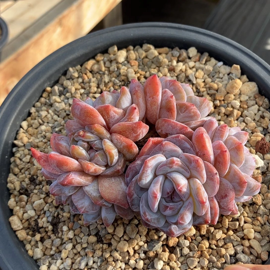 星影有摘 一物一拍不支持退换