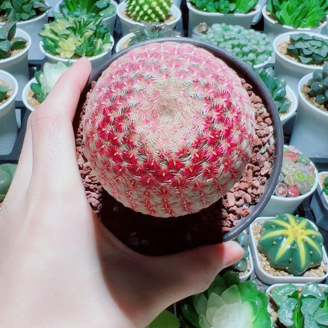 福利，直播间特大红太阳仙人球，35