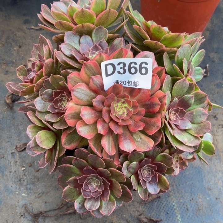瑞妈多肉园艺366。半夏，