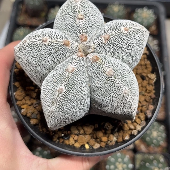 不开花植物仙人球