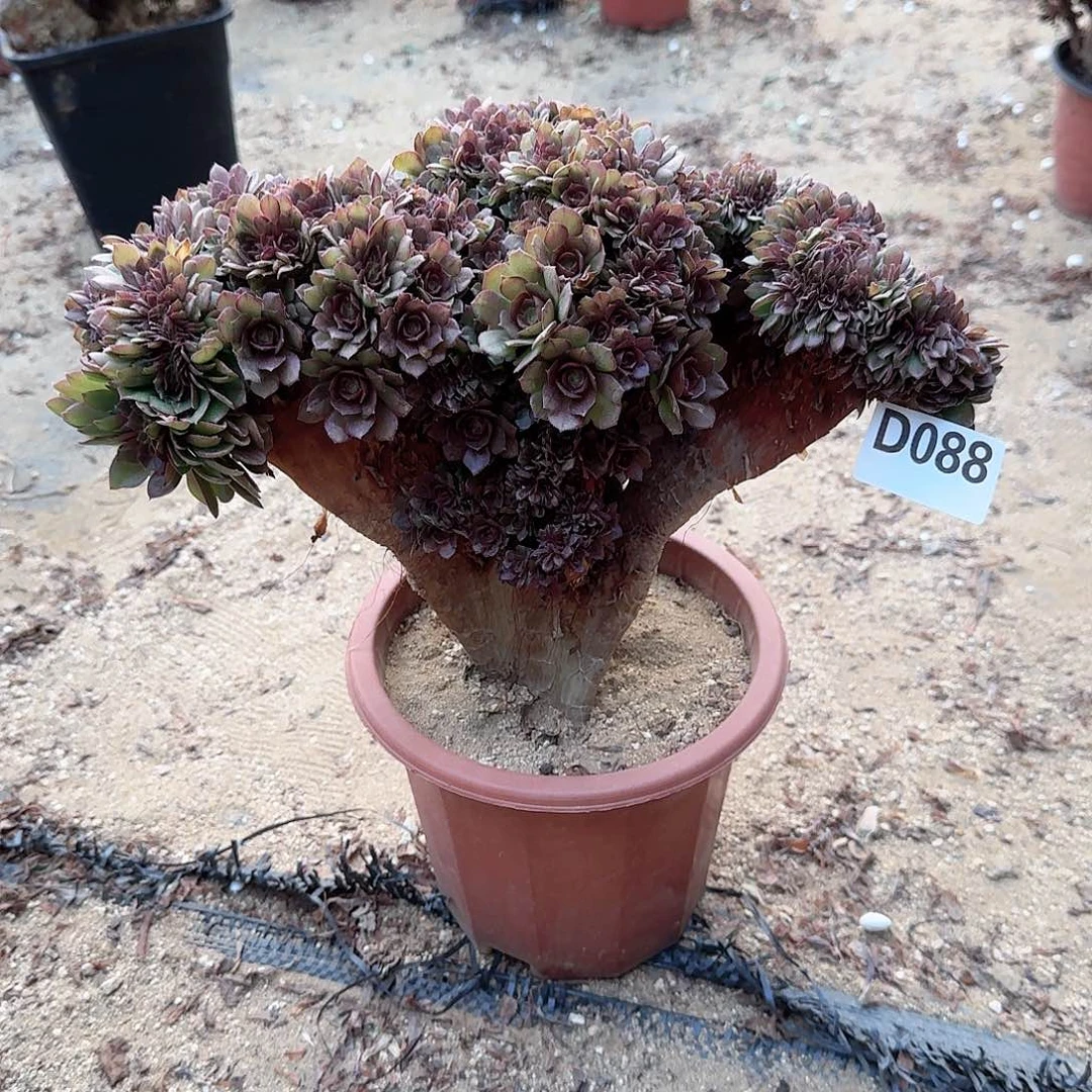 088万朵朵一颗呀呀