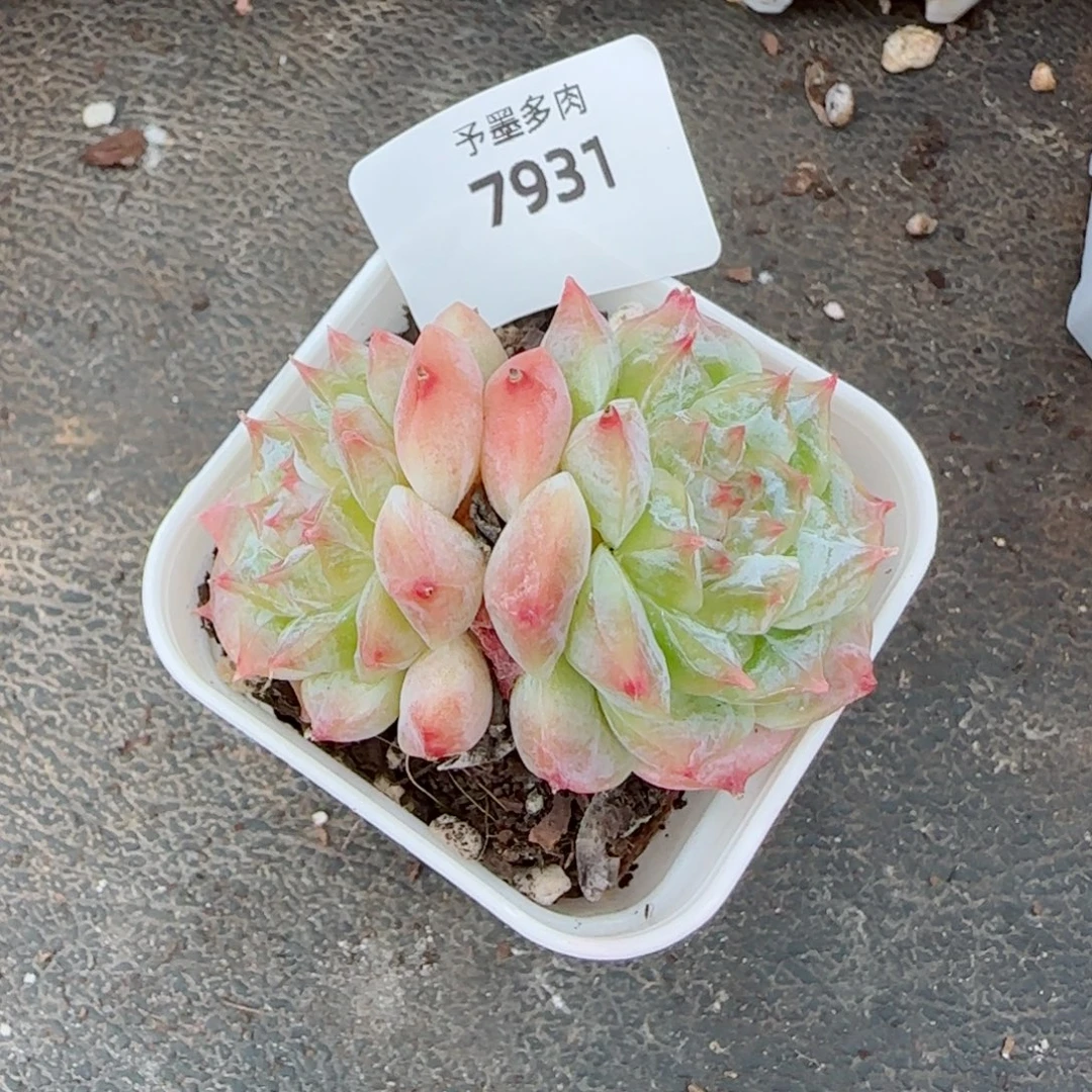 秘境冰魄，7931多肉植物