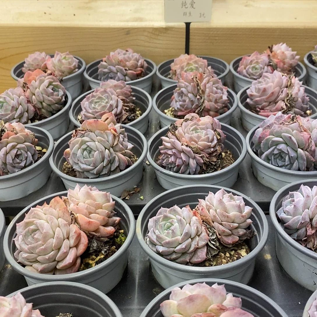 25纯爱群生 福利多多