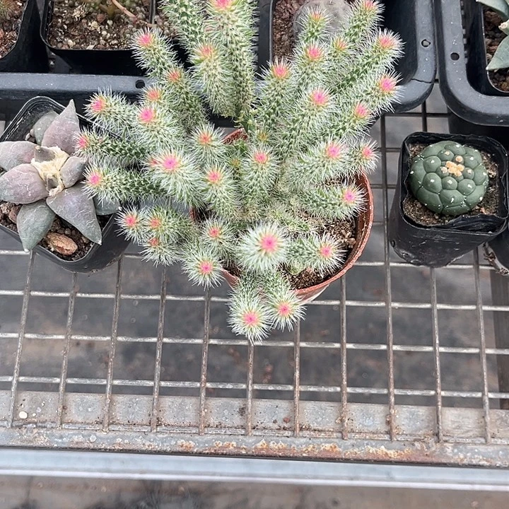 葡***子我也不知道我为什么要这样