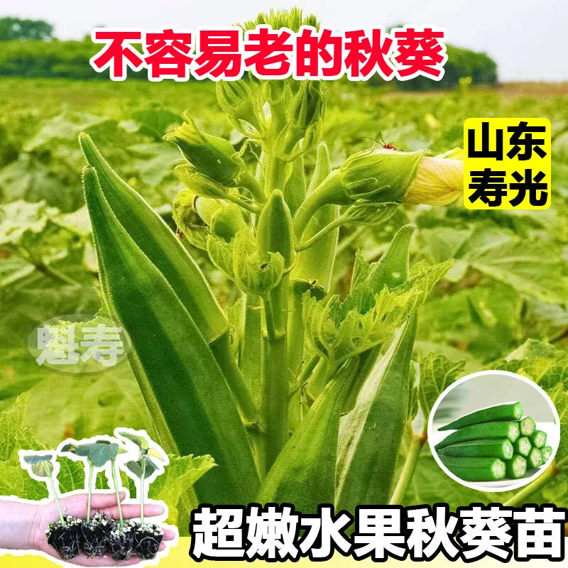 水果秋葵苗大苗种子苗秧菜苗阳台蔬菜秧苗水果秋葵红秋葵籽黄秋葵