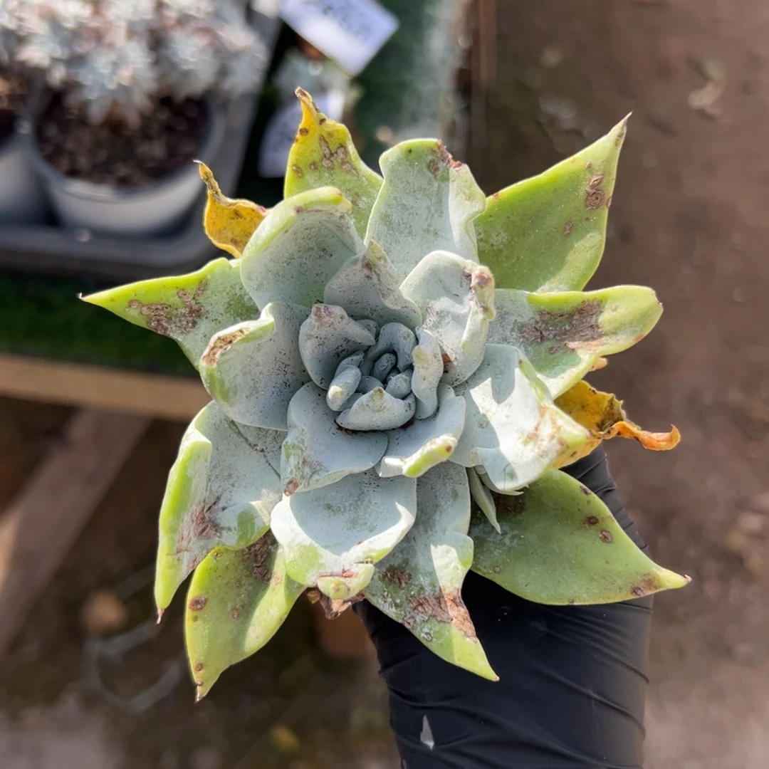 可爱卷毛～一物一拍2651