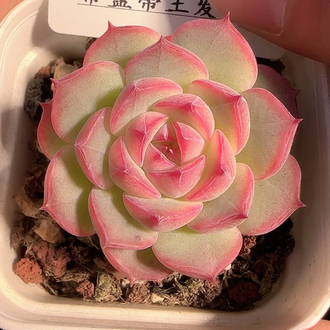 1121-------223福利