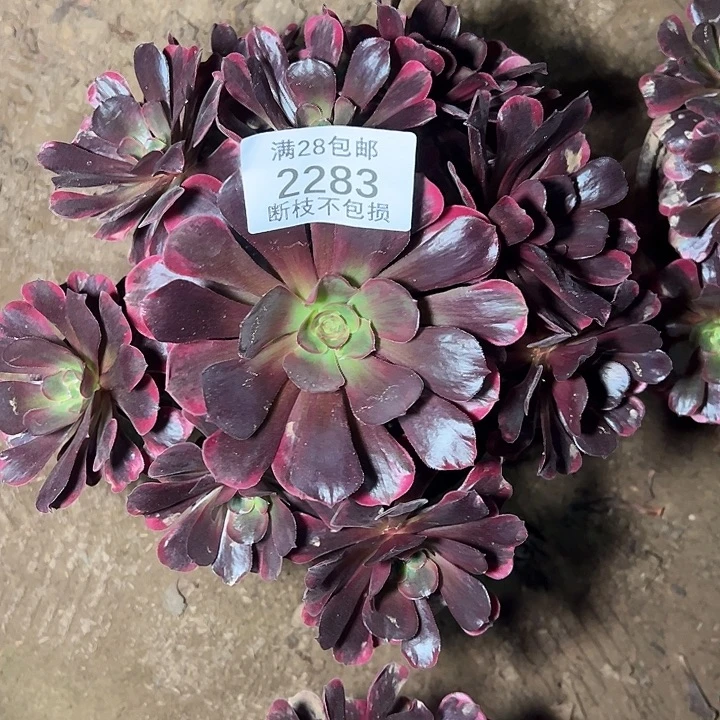 2283爱神多肉植物