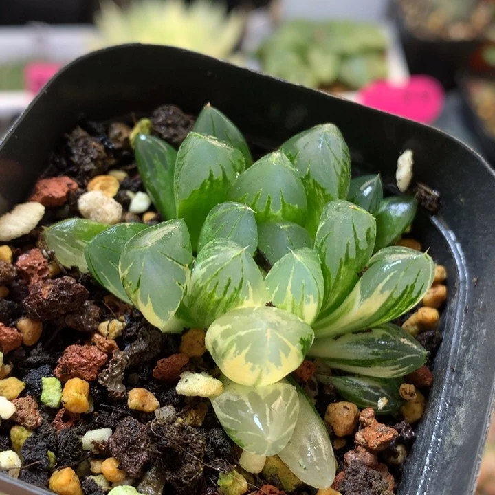 北极之光玉露锦带盆土发货