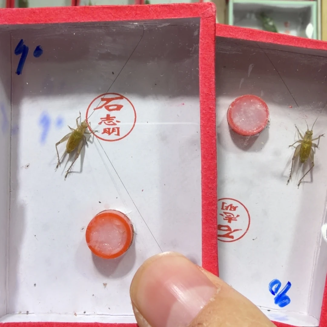 蟋蟀石老师二条须有长短