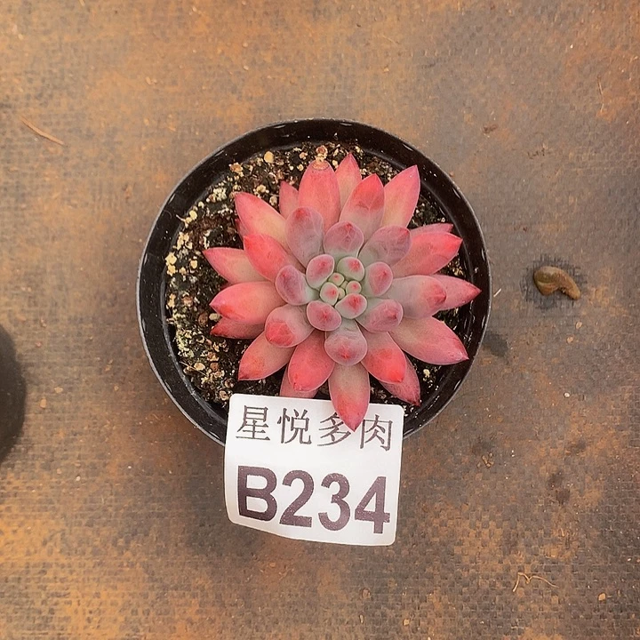 一***尘星悦多肉    B234