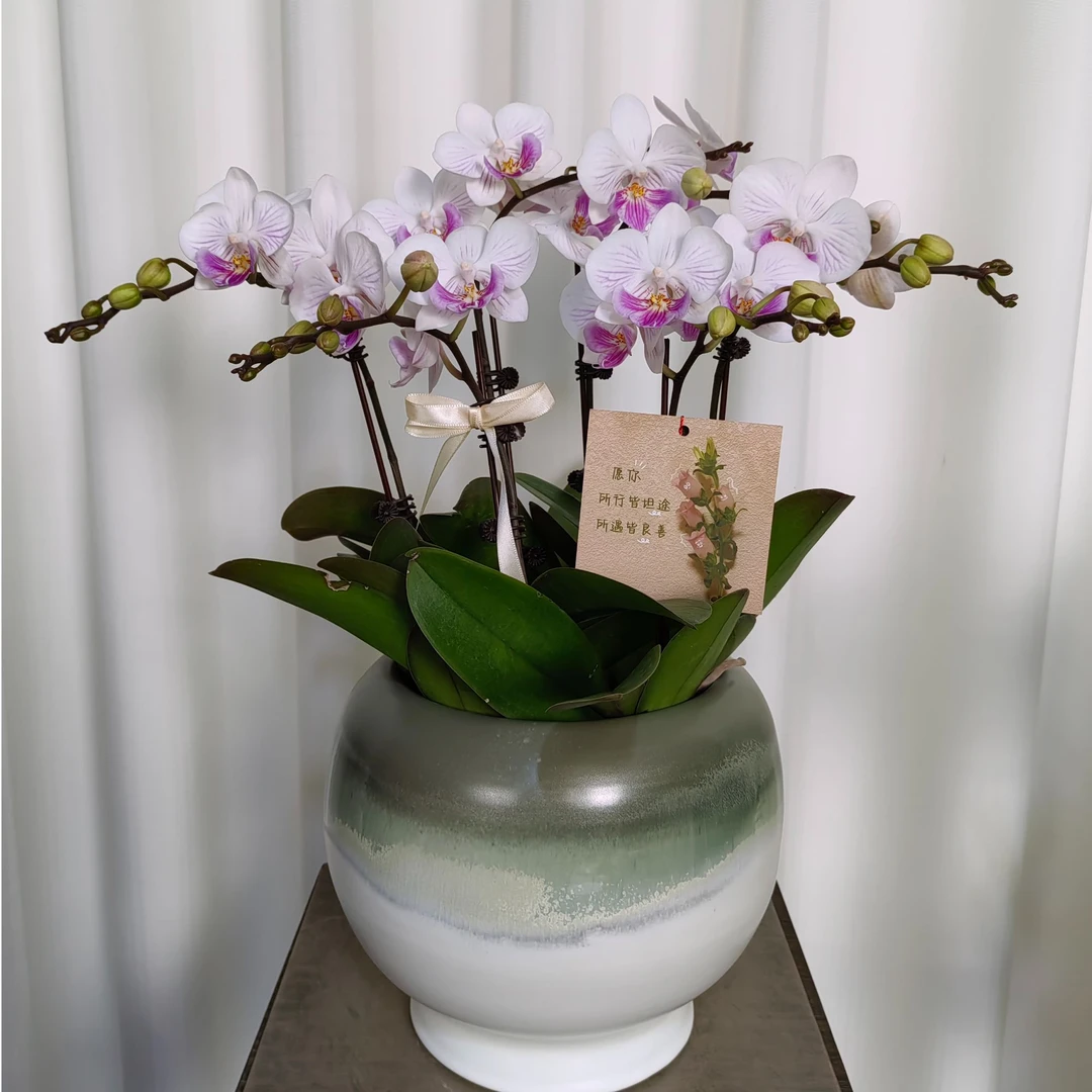 成进祥精选【蝴蝶兰-精灵鱼】趣味美观客厅前台鲜花绿植蝴蝶兰盆栽